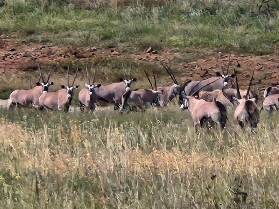 Commercial Property for Sale in Lekwena Wildlife Estate North West